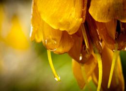 Kowhai 