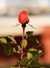 Long stem Rose