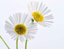 Marguerite Daisy Picture