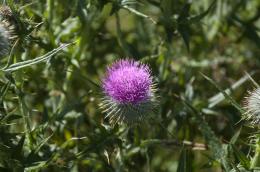 O flower of Scotland...