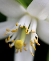 Orange Blossom