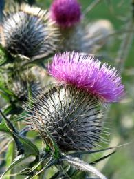 TheThistle