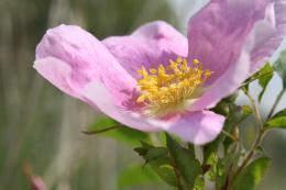 Wild Rose