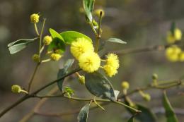 wattle