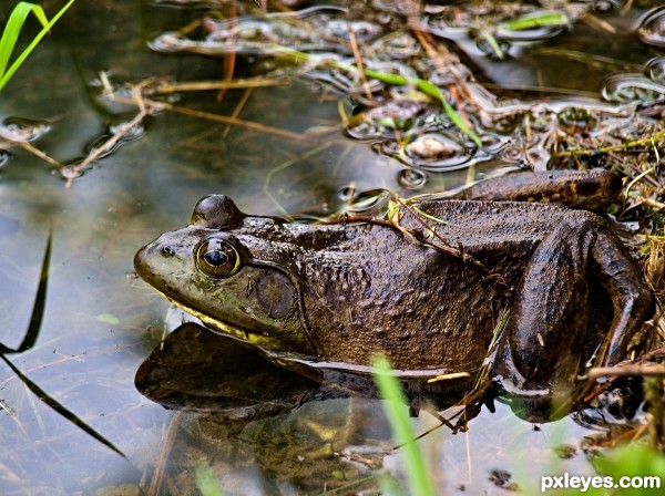 Bull Frog