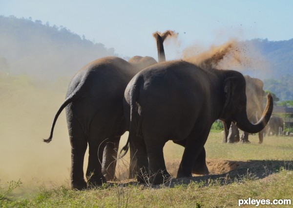 Elephants play