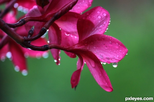 Exotic Flowers of the world