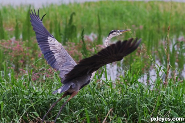 Florida Water Fowl