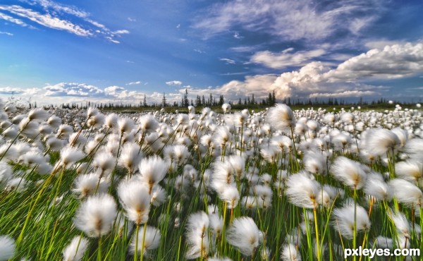 Windy Landscape