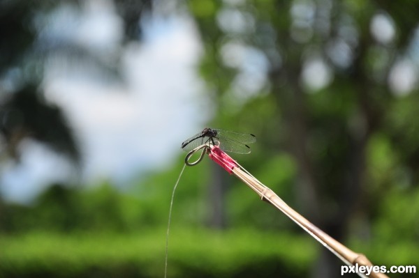 dragonfly fishing