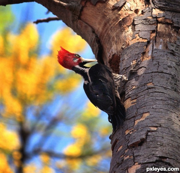 the secret life of woodpeckers