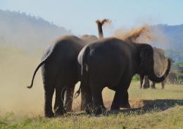 Elephants play