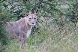 Lion - South Africa