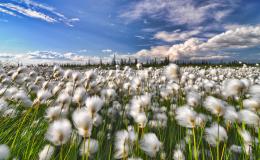 Windy Landscape Picture