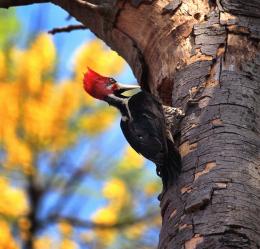 the secret life of woodpeckers