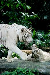 white tiger