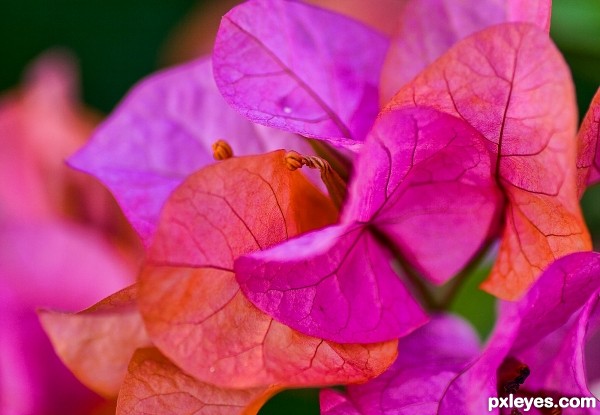 Bougainvillea 