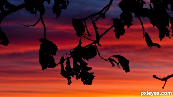 Oak Silhouettes