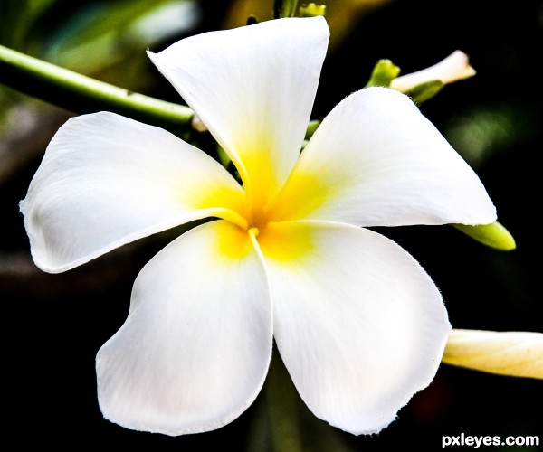 Pure Frangipani