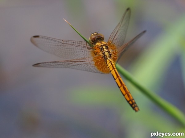 Wing Span