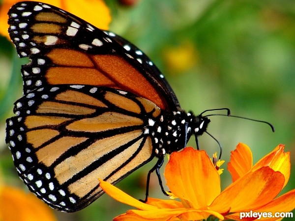 Wings and Petals