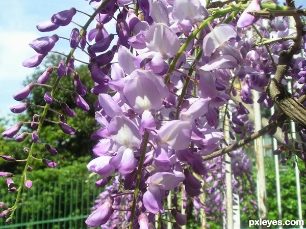 wisteria