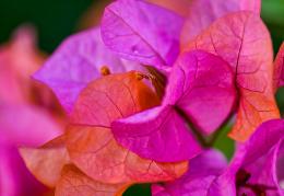 Bougainvillea 