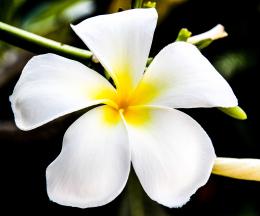 Pure Frangipani