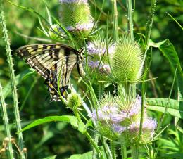 beautiful butterfly