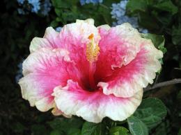 hibiscus