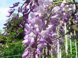 wisteria