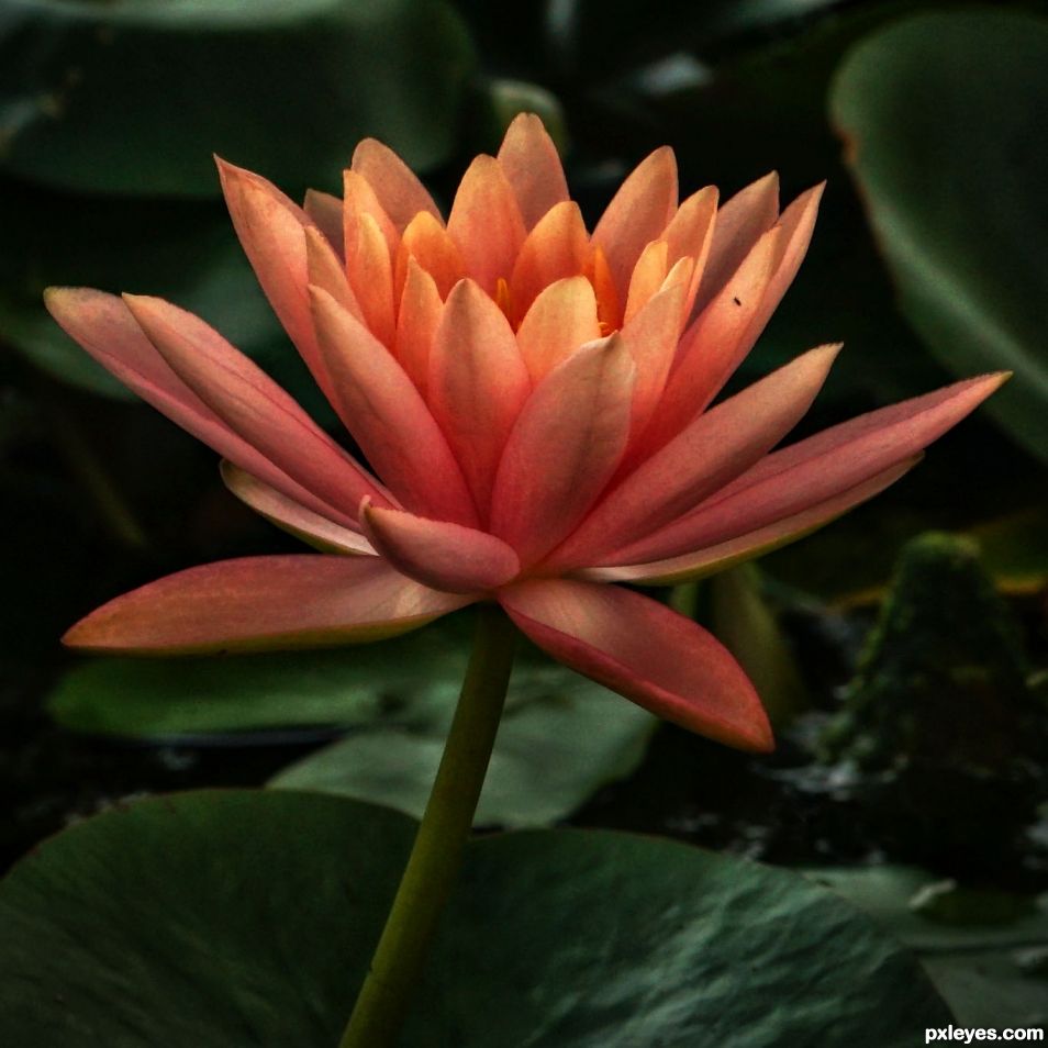 Gradient Lotus