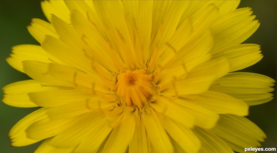 Dandelion