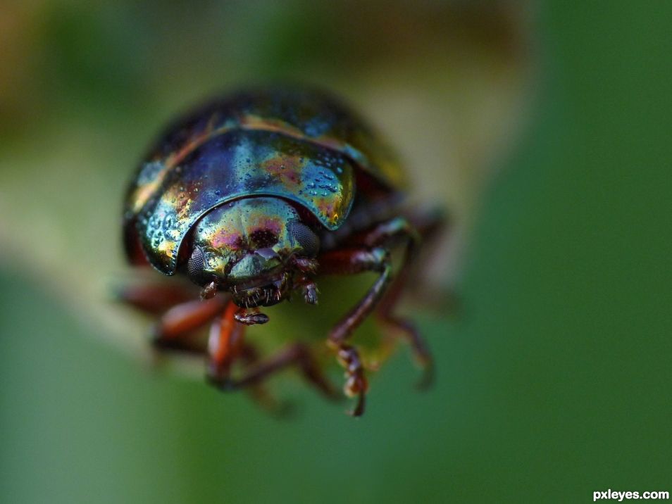 Chrysolina americana