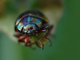 Chrysolina americana Picture