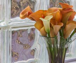 Calla Lillies