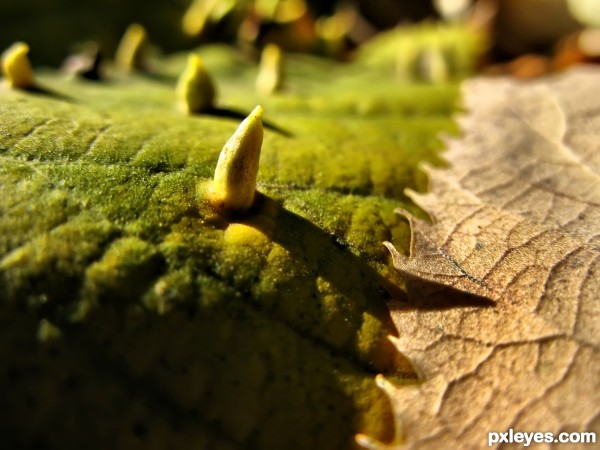 Autumn patterns