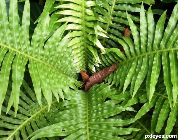 Green leaf vs brown leaf! 