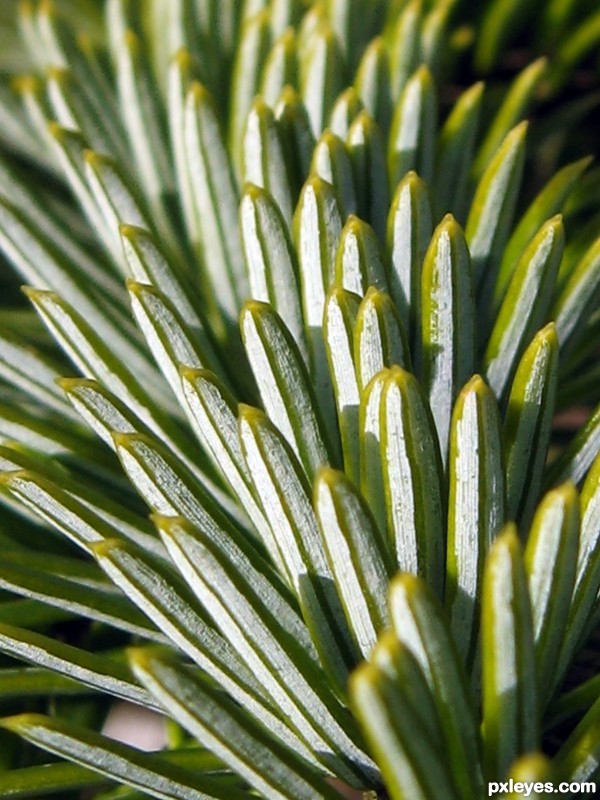 Pine Needles