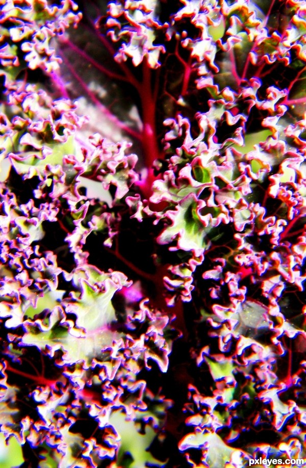 Purple Kale