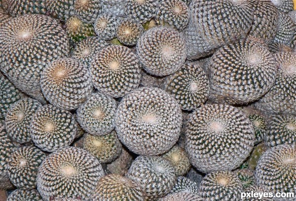 cactus cluster