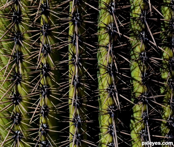 cactus spikes