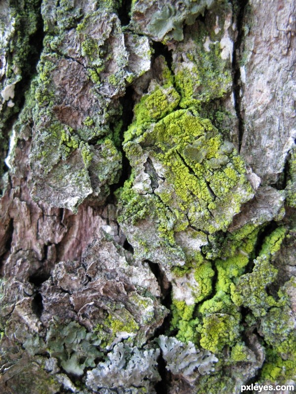 tree moss