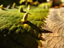 Autumn patterns