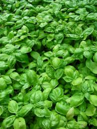 Basil