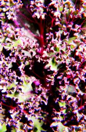 PurpleKale