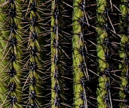 cactus spikes Picture