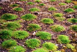 tiny moss hillocks 