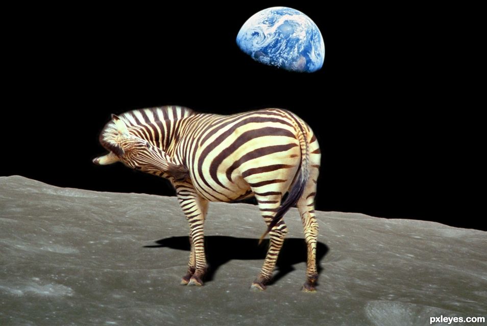 Creation of space Zebra: Step 4
