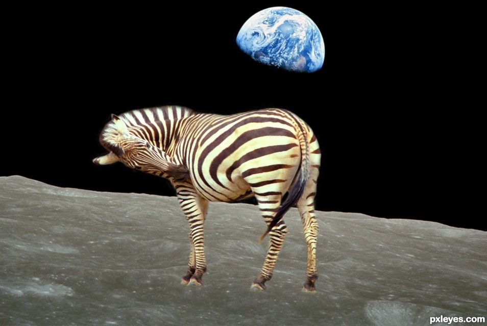 Creation of space Zebra: Step 3